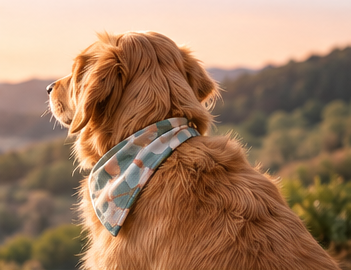 Imagen ilustrativa de un perro visto de espaldas al aire libre.